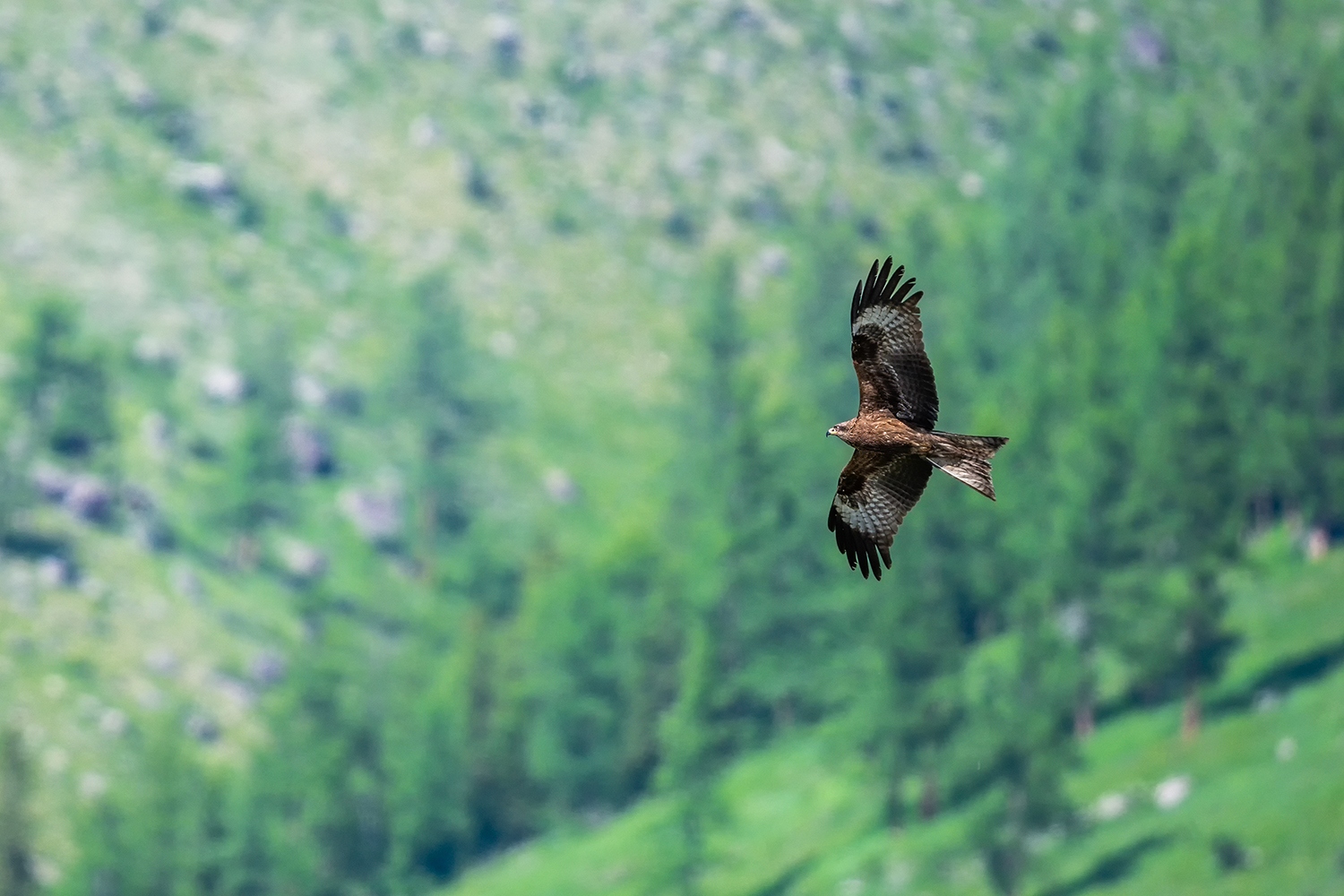 领略“可汗之湖”尼康小三元*疆新**试用手记