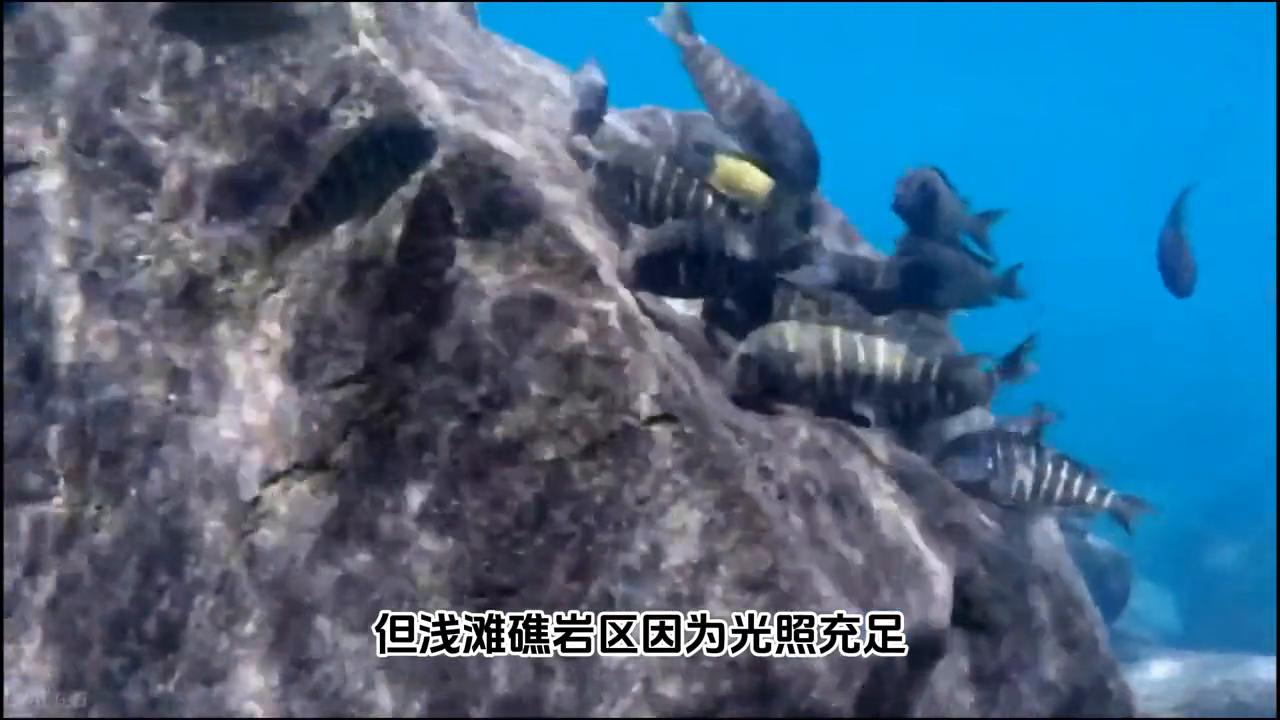 三湖慈鲷喂什么牌子的饲料最好,三湖慈鲷鱼粮怎么选