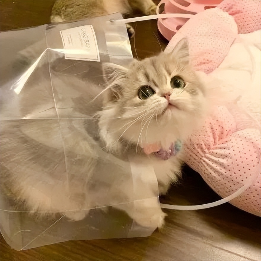 抖音网红动漫头像,抖音怎么拍动漫头像