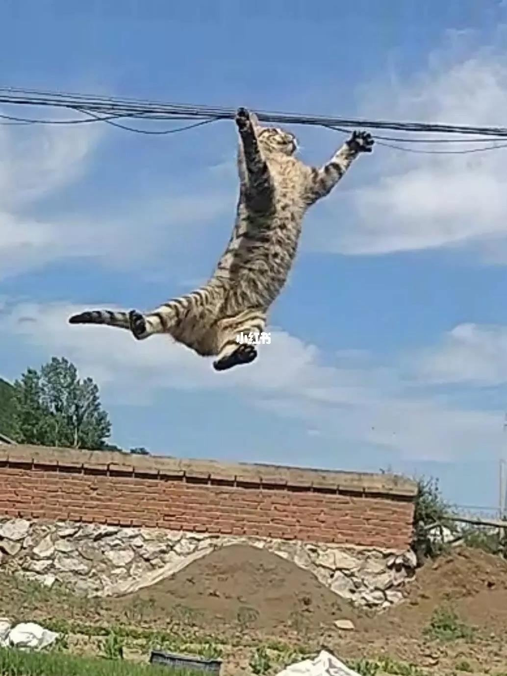 三脚猫小猫,三脚猫六角