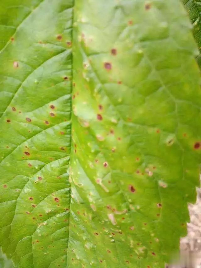 樱桃病虫害防治及管理专家,樱桃病虫害周年管理技术讲解