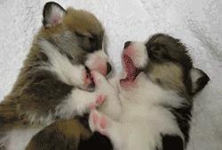 鼻饲喂食正确方法和注意事项,金毛喂食注意事项及禁忌