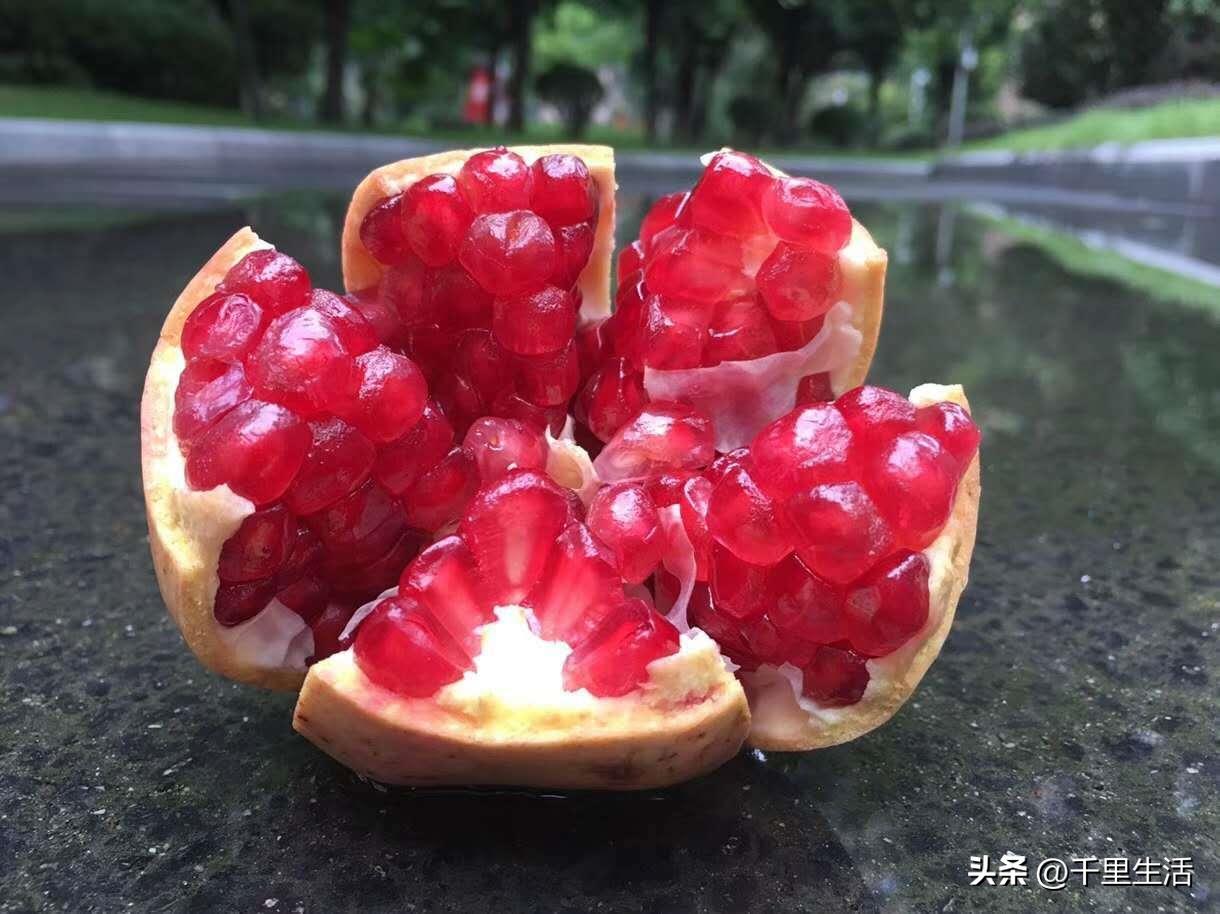 突尼斯软籽石榴和河阴石榴的区别,正宗原产地突尼斯第一名软籽石榴