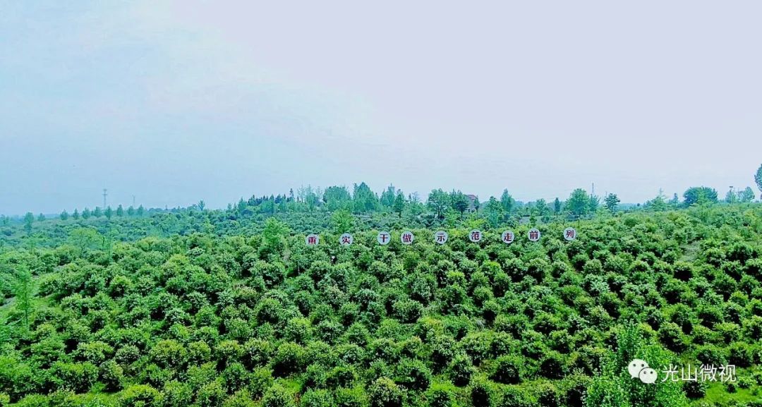 光山县司马光油茶园,河南光山司马光油茶园