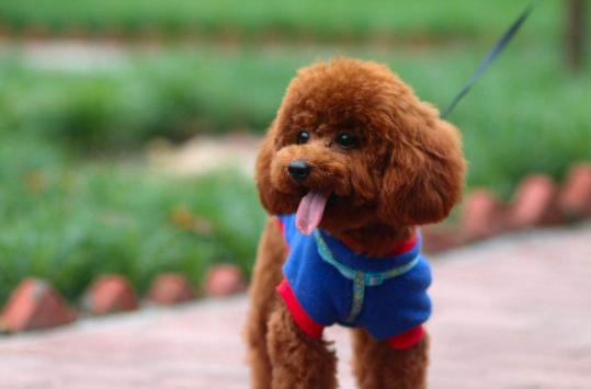 这些饲养泰迪小知识你清楚了吗,新手养泰迪需要注意什么