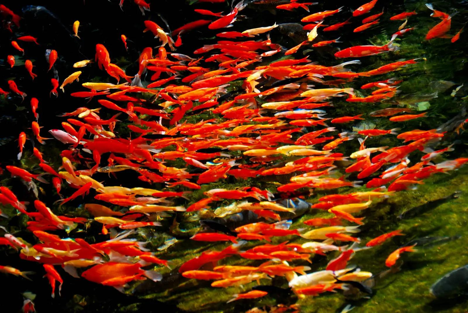 金鱼在国外泛滥成灾,中国金鱼在国外