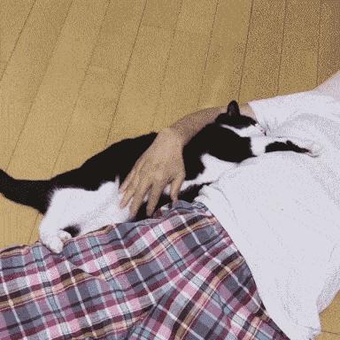 最不建议养的10种猫,猫界中哪只猫脾气最差