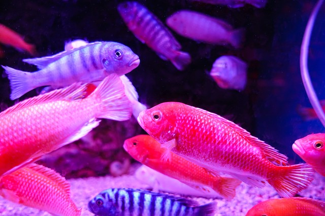 硝化菌净水剂稳定剂什么不同,净水剂和硝化菌哪个净水效果好