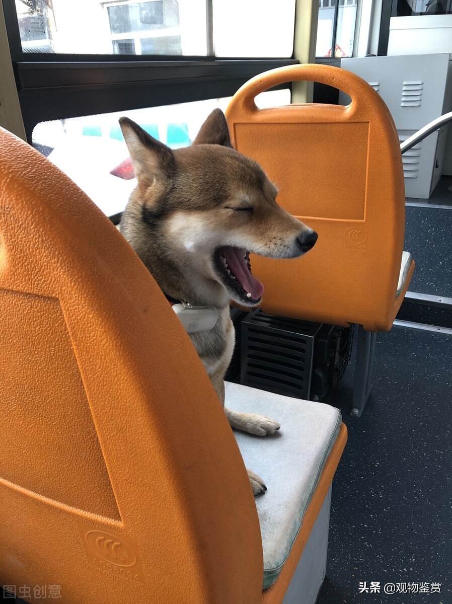 在外地养的宠物怎么样带回家,在外省养宠物狗怎么带回家