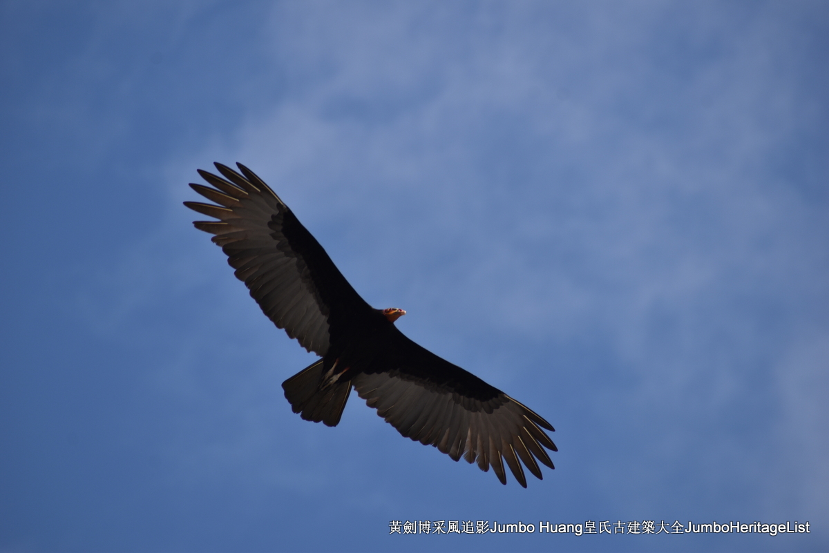 第5047回：消失的亚马逊文明，流失的林下聚居地