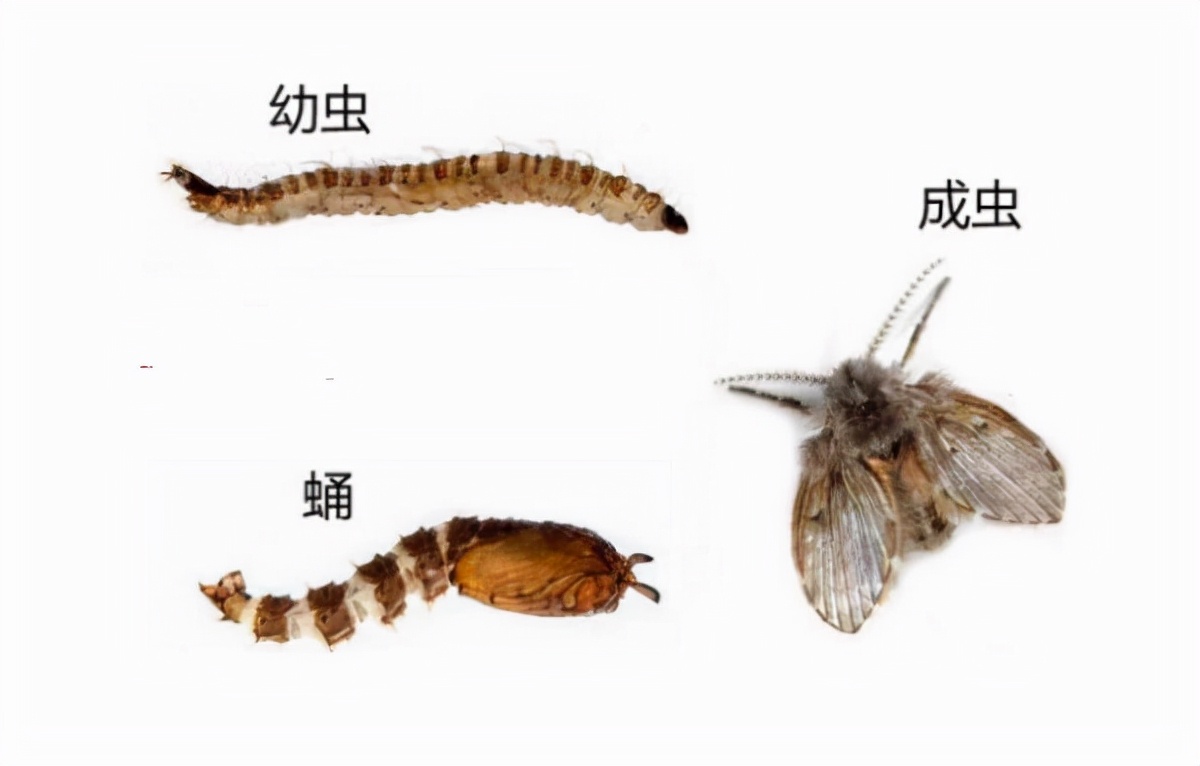 卫生间小飞虫蛾蚋的危害,卫生间小飞虫有多可怕