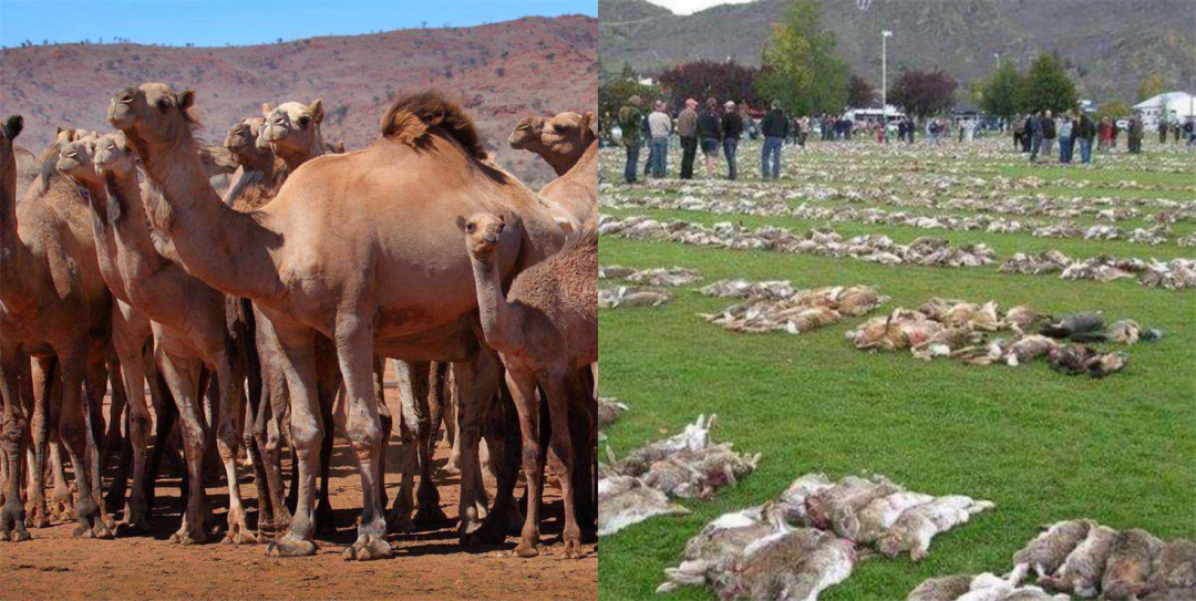 悬赏五百万抓鲤鱼,悬赏20万抓鱼