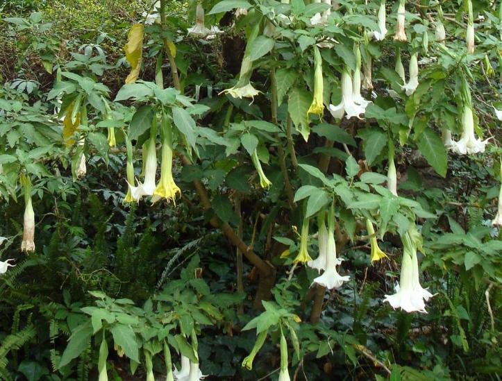 祸害女性的“液体快乐丸”是什么？几滴就会昏迷，不记得发生过程