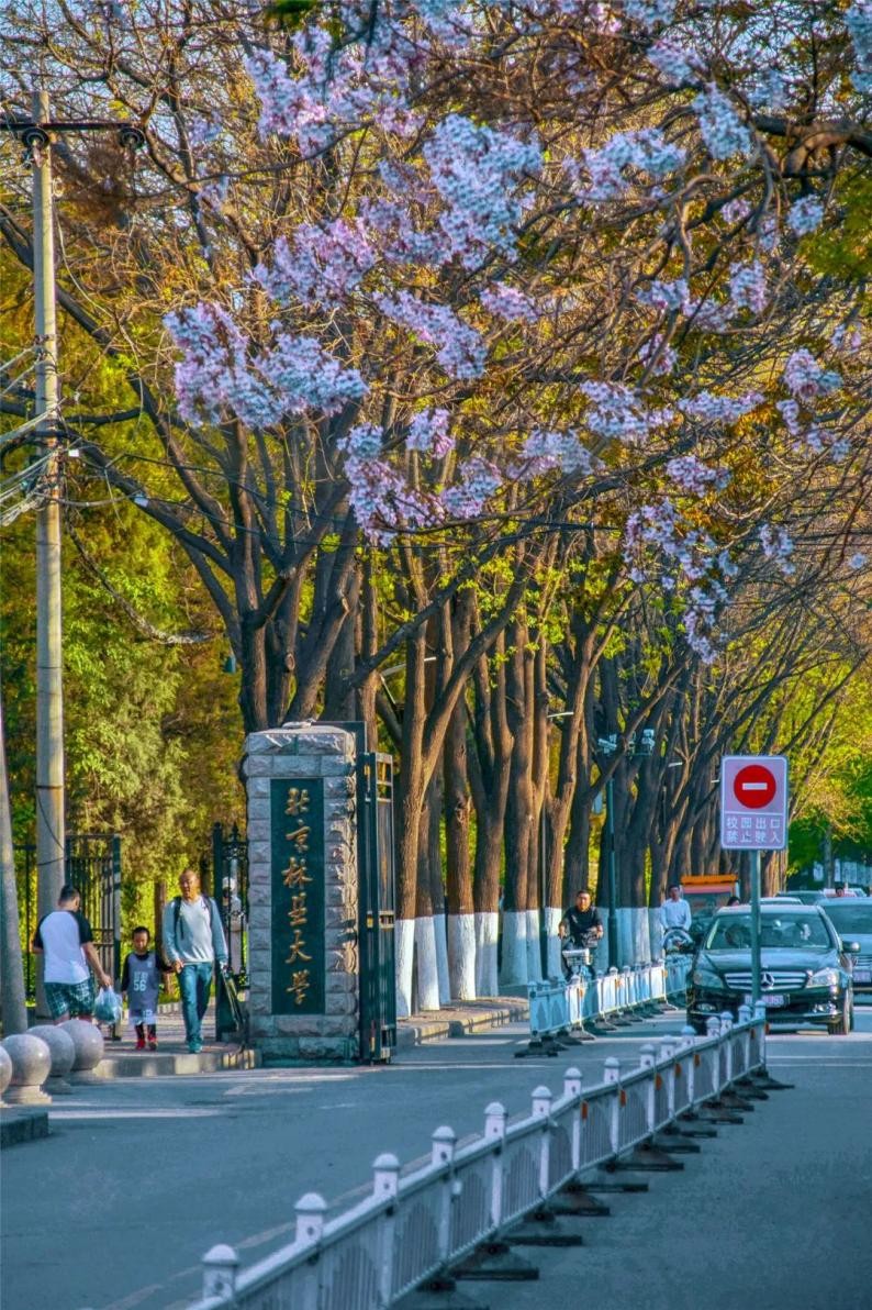 北京林业大学什么专业好就业,北京林业大学就业最好的专业