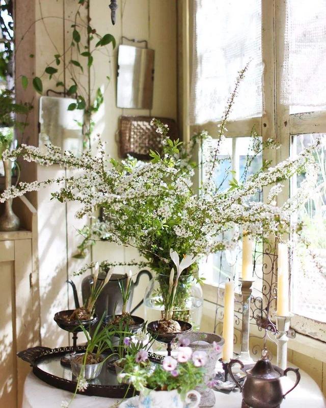 网红干树枝,网红水培干枝树