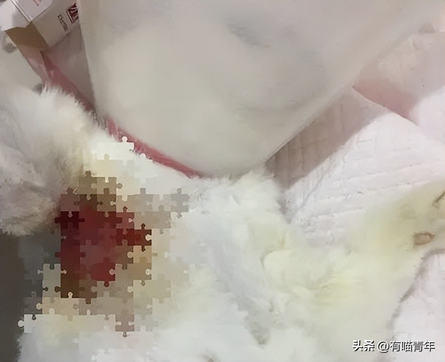 猫咪在交配的时候，究竟爽不爽？