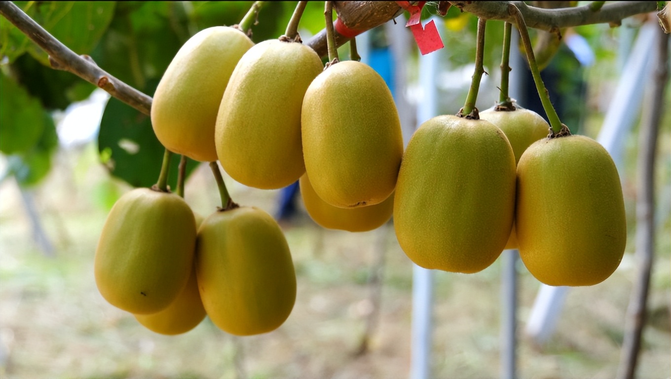 四川广元最好的特产,广元特产有哪些值得带