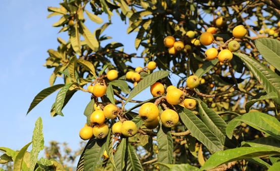 云霄县省级现代农业产业园（枇杷蔬菜）项目发展情况