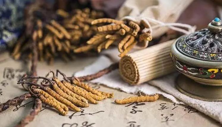 西藏虫草挖了一窝 (青海挖出最大虫草)