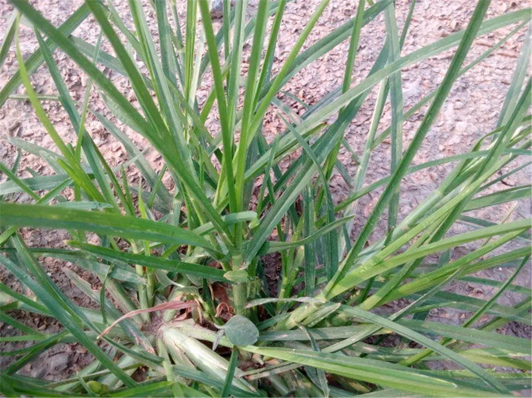 小时候在农村常见的32种植物,小时候有什么植物叫不上名的