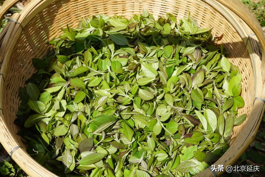 点绿成金视频,点绿成金工程