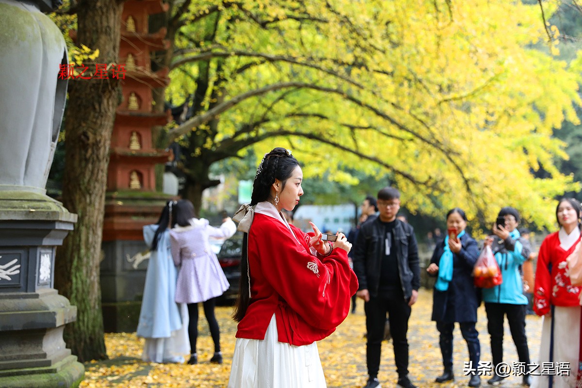 绝美千年银杏,中国最大的银杏景区