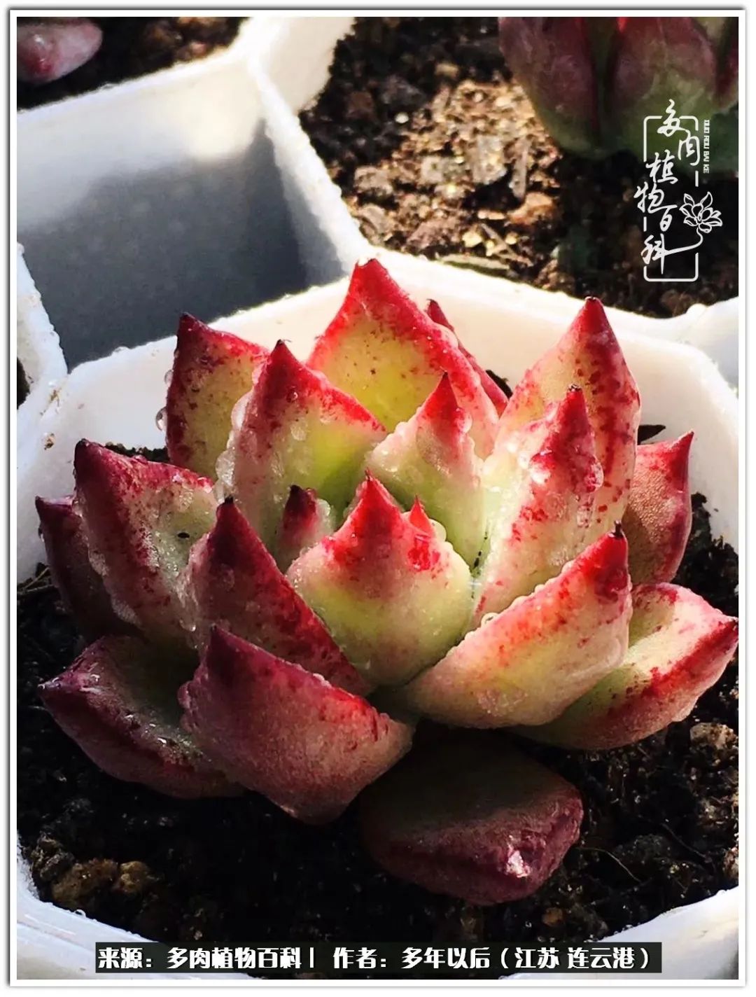 我若不弃，愿你不负我所期