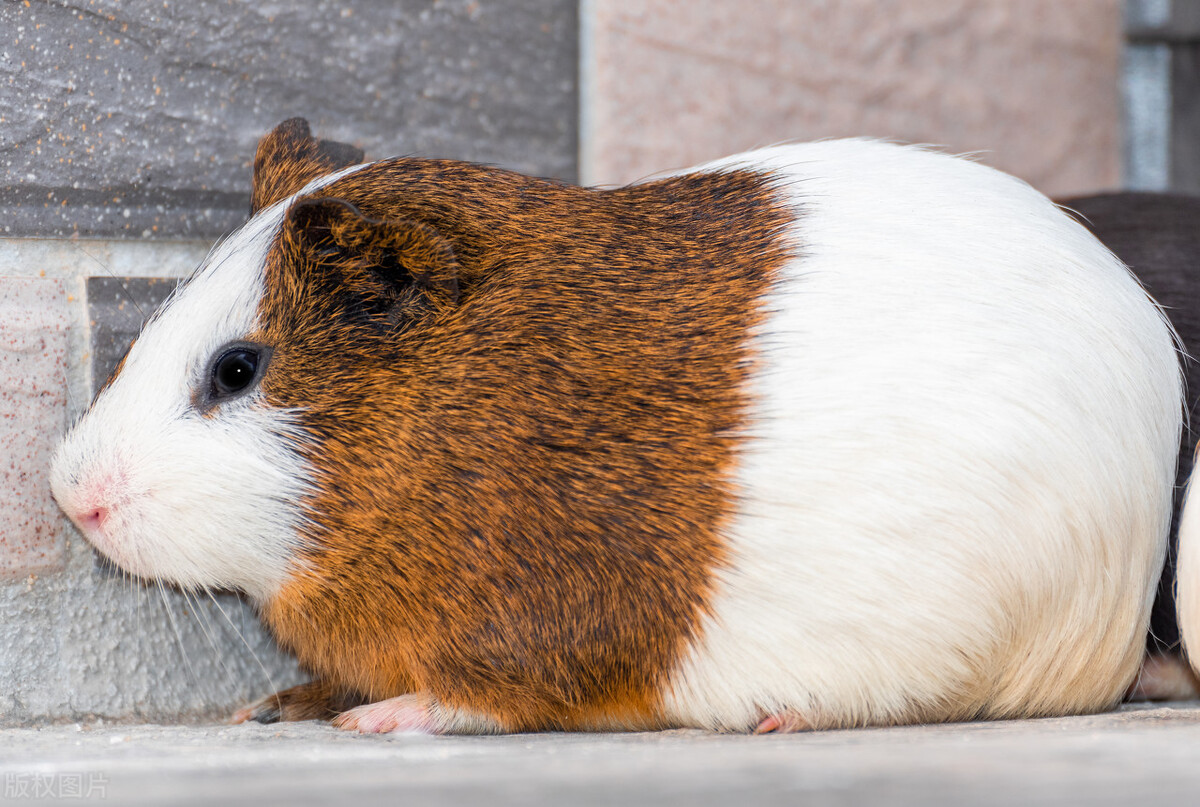 荷兰和欧洲的区别,世界各国介绍合集