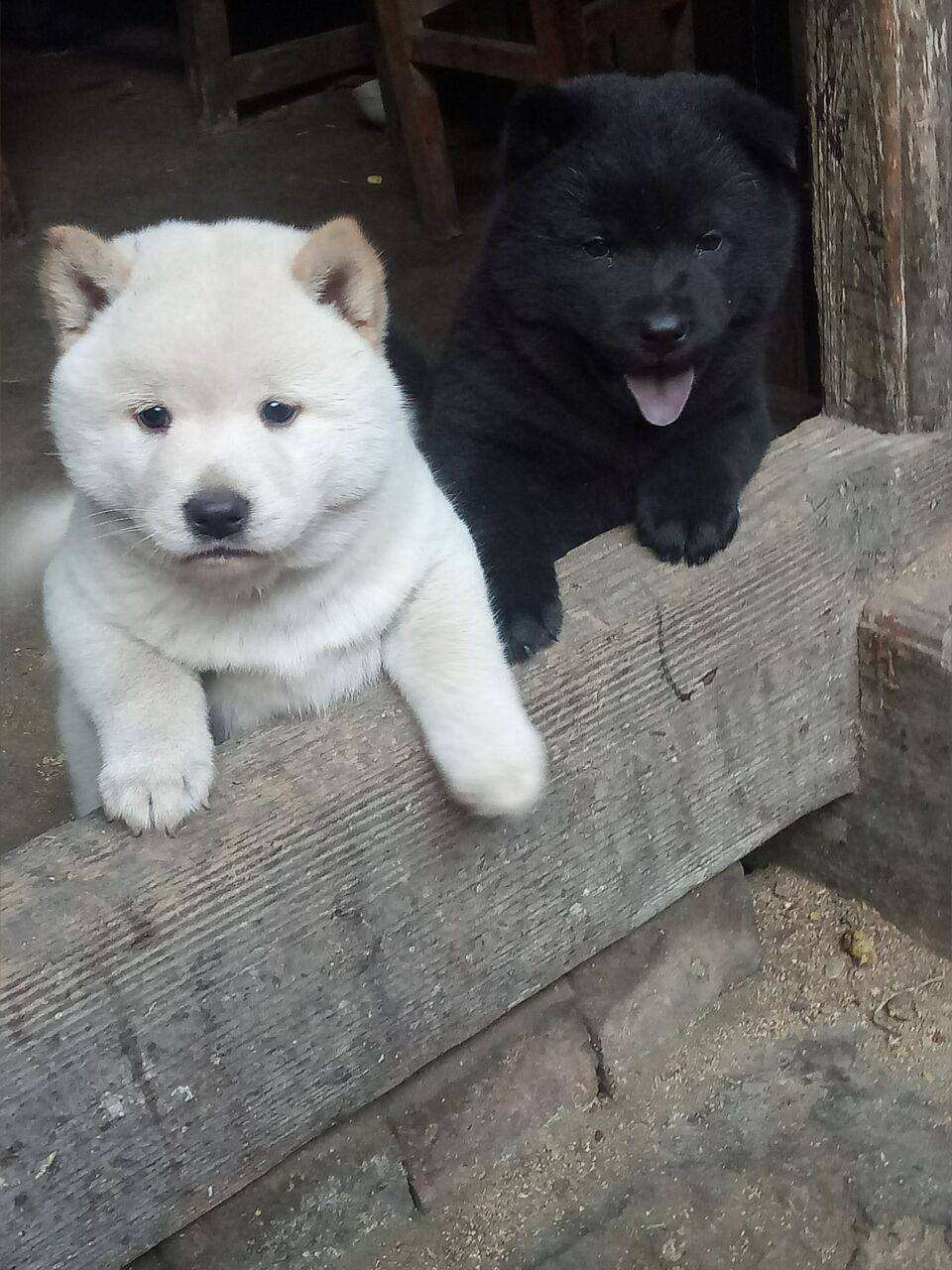 现在的中华田园犬怎么越长越矮了,中华田园犬为什么比其他犬好养