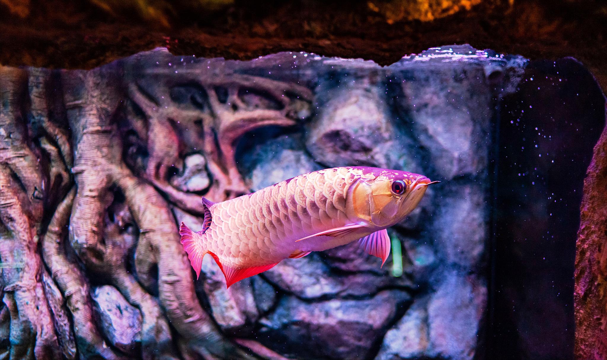 龙鱼没食欲趴缸是感染寄生虫了吗,如何判断龙鱼有寄生虫