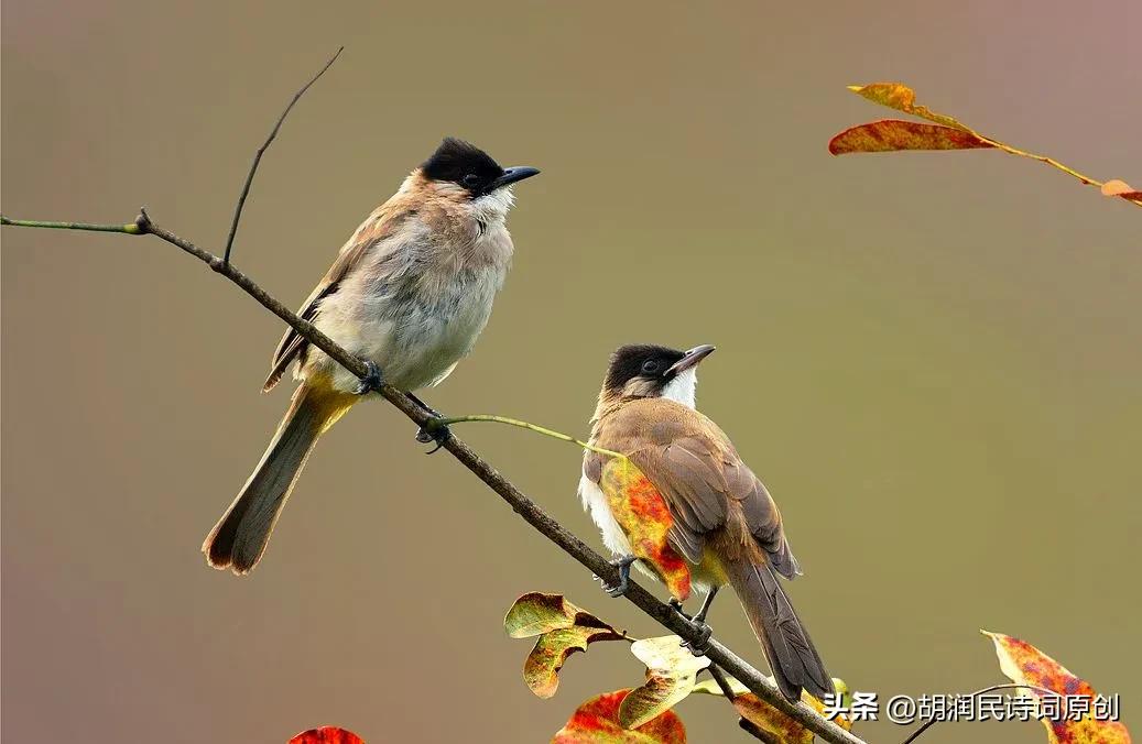 七绝鸟语,七绝飞鸟的诗词