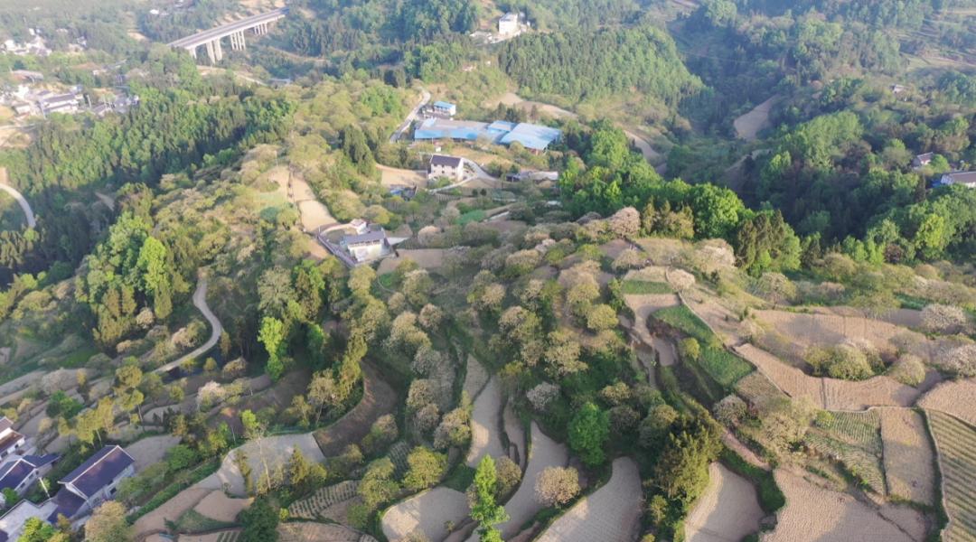 正安油桐种植项目,正安油桐加工厂