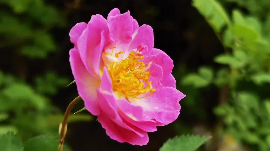 华为mate40是麒麟9000处理器吗,华为mate40pro有没有麒麟9000