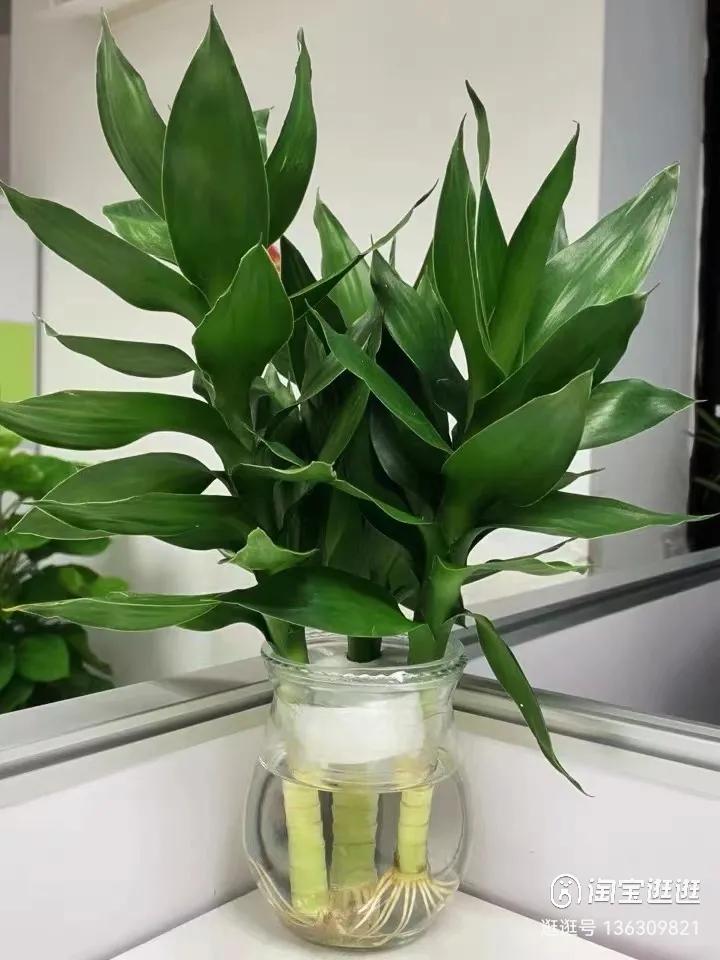 10种家里必养的吉祥之花,这5种吉祥花养一盆招财又兴家