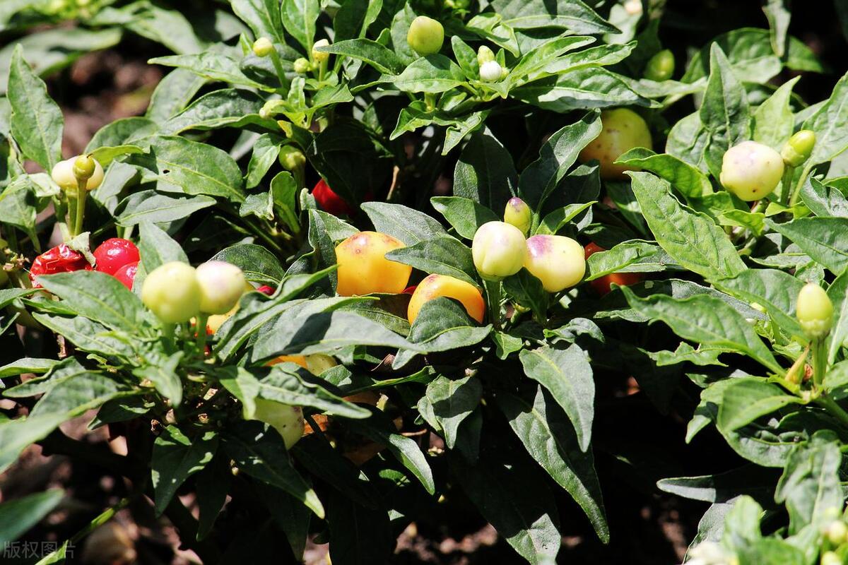 辣椒小盆栽怎么种植好看,盆栽辣椒花种