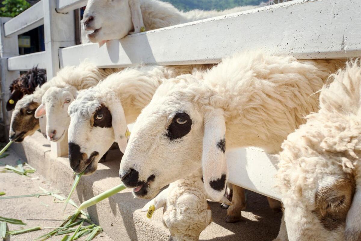 养殖业低迷的原因,猪价下调了为什么羊价飞涨呢