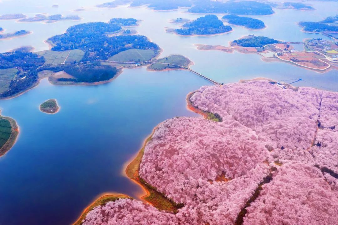 贵州安顺平坝万亩樱花园,安顺平坝樱花园面积有多少