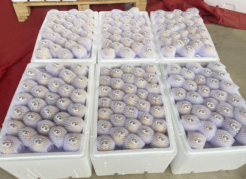 者米：万亩“金果果”铺就拉祜山乡致富路