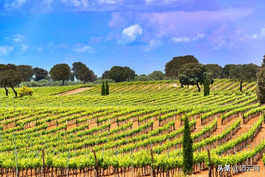 西班牙葡萄酒产区大全,西班牙十大葡萄酒品牌大全