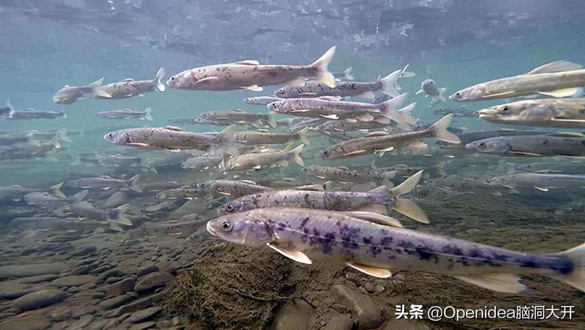 青海湖湟鱼濒临灭绝的原因,为什么青海湖的湟鱼需要拯救