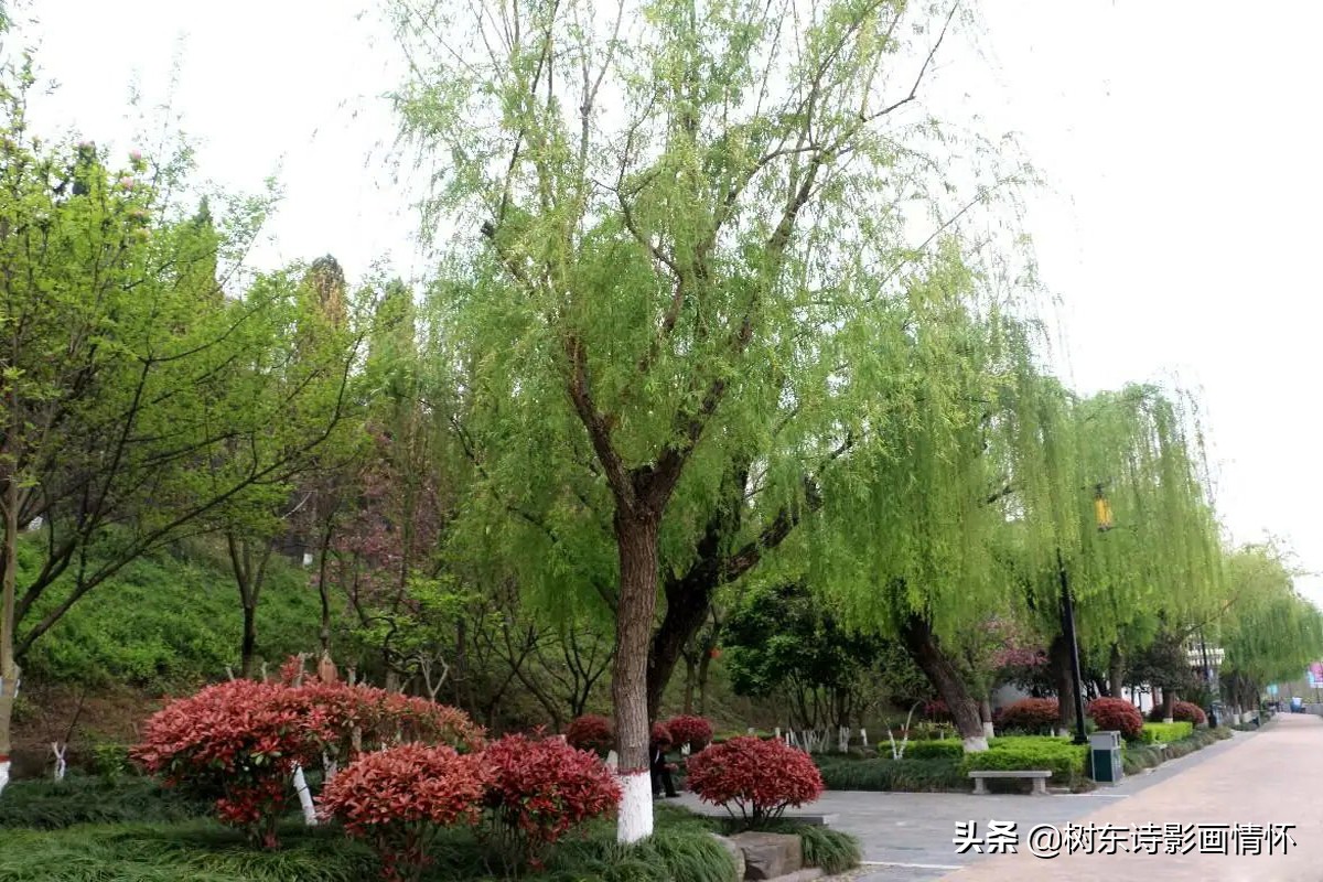 春风杨柳万千条,六亿神州尽舜尧,从咏柳中体会中华文化的魅力