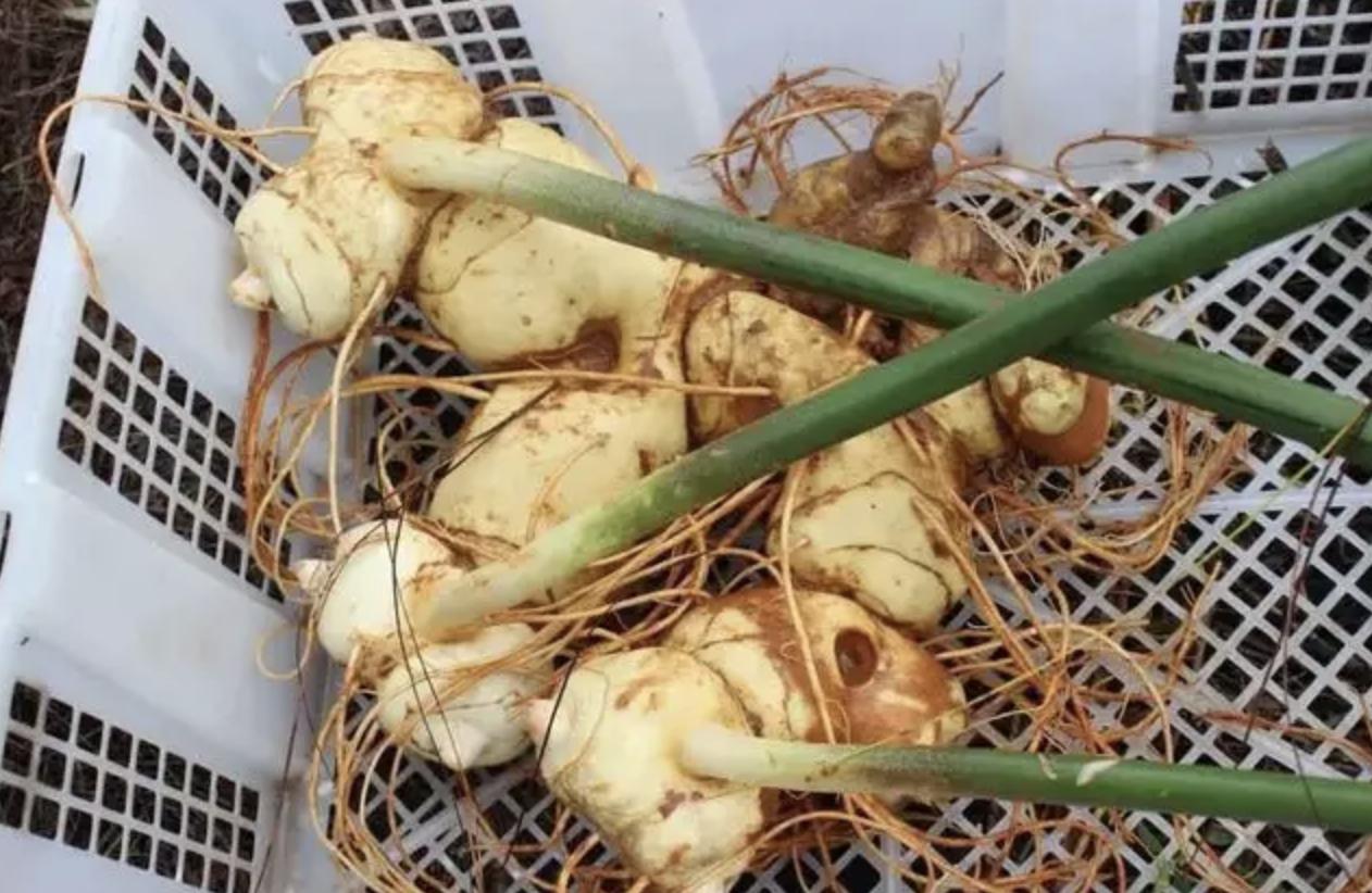 种植野生老虎姜,野生老虎姜种植视频