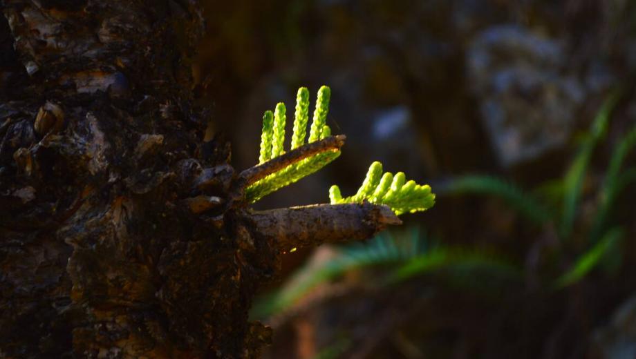 读10首春日诗词充满了希望和力量,最经典早春诗词