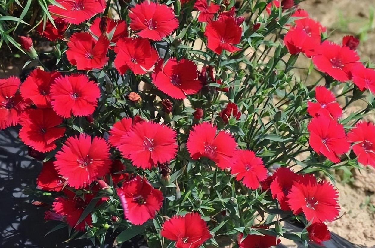 3种花最适合夏天养,4种花最适合冬天养开花漂亮