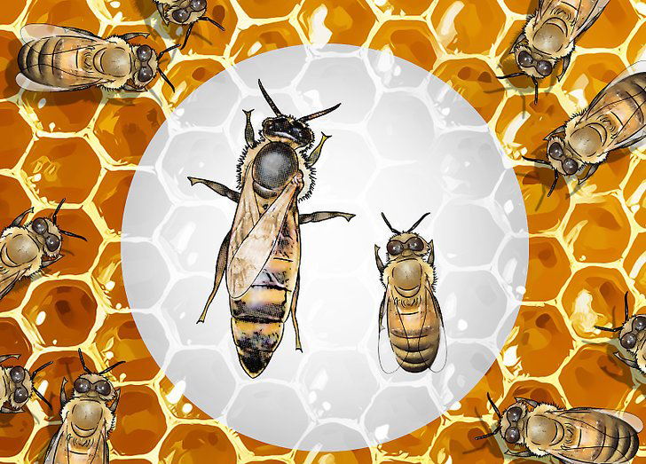 科学家都懵了！全员雌性、无生殖隔离，靠偷别人精子繁衍后代