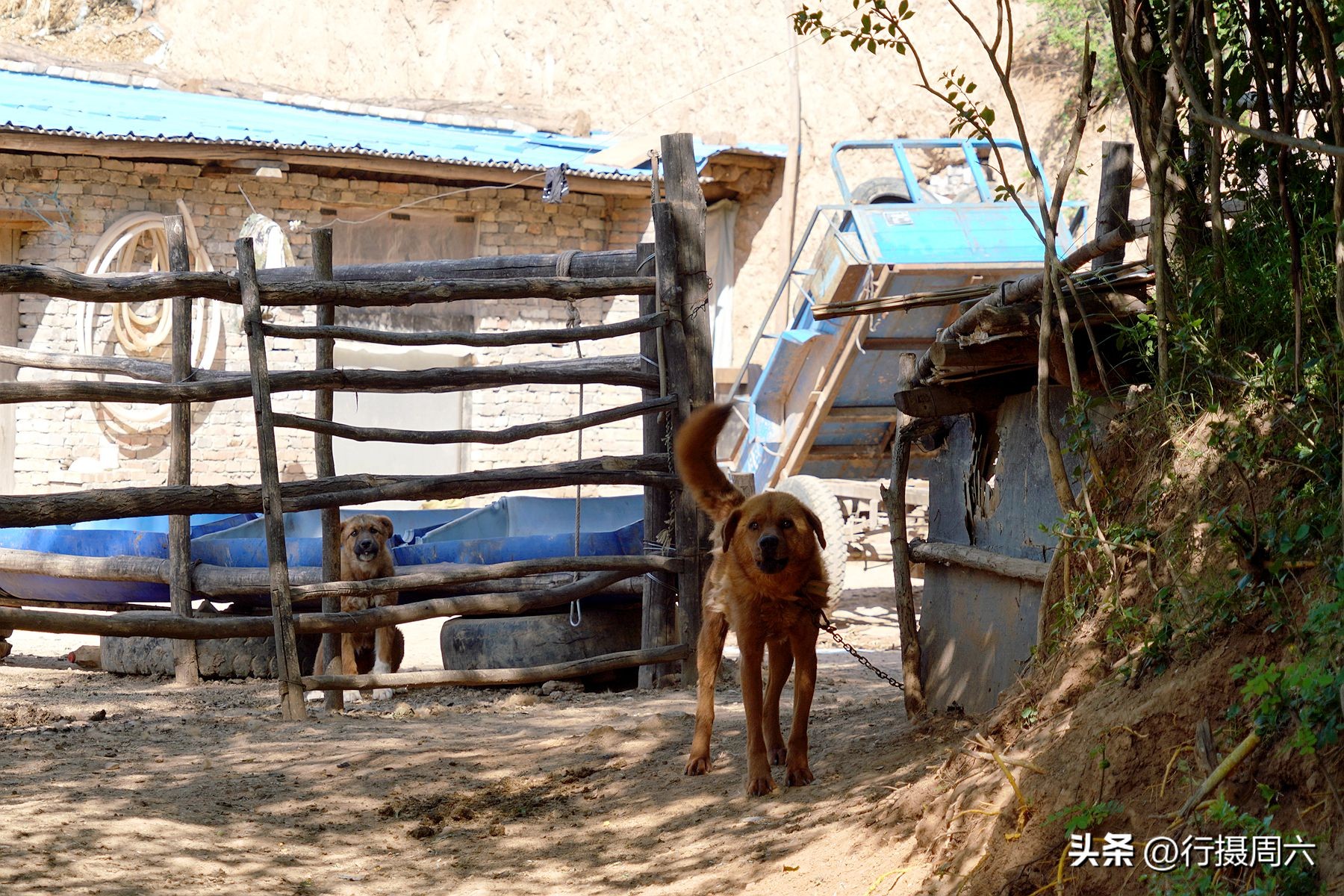 老人在山上养了两条狼狗,山里老人养的大狗