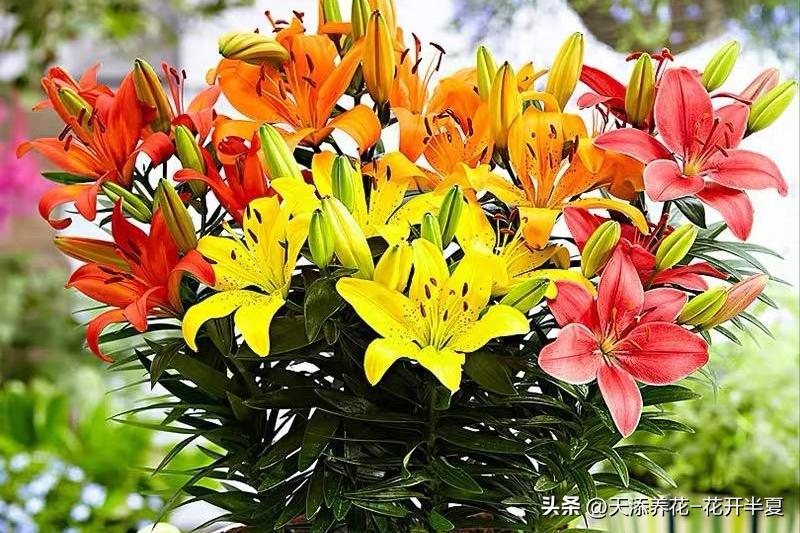 盆栽百合叶子不绿怎么回事,盆栽百合带花苞的盆栽方法