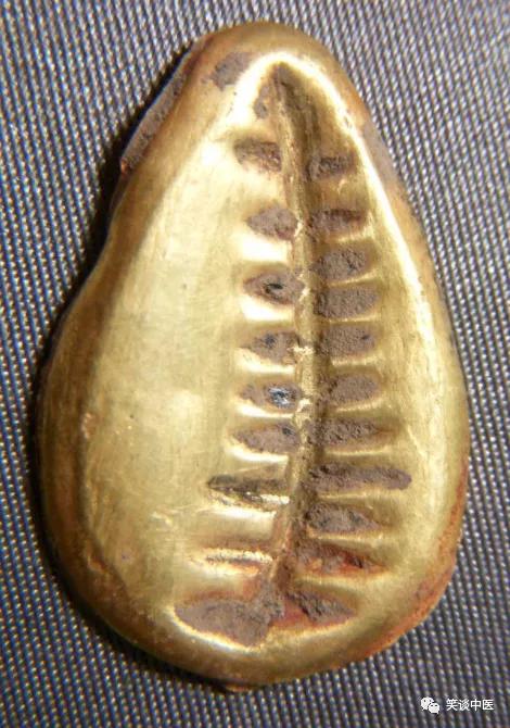 高血压要药：中药紫贝齿，曾比黄金值钱！缅怀杨大绮先生