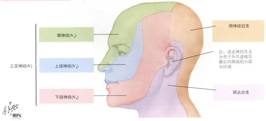 脊神经支配区域解剖图简图,脊神经及其分支的支配范围