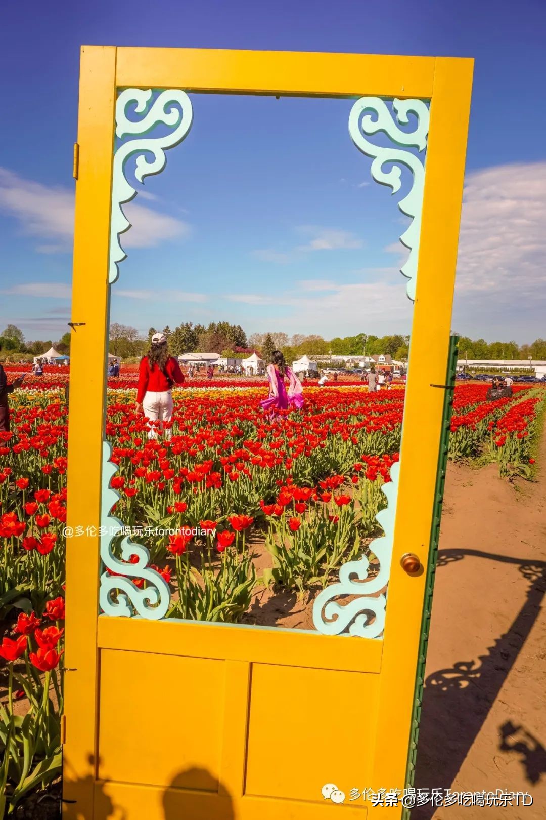 邂逅五彩斑斓的油菜花田,郁金香花田旅游攻略